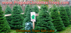 Christmas Trees Salt Lake Image
